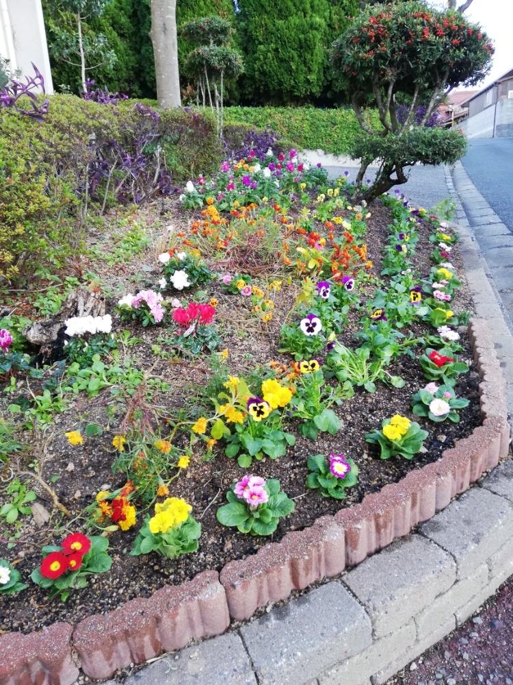 広い庭の投稿画像 By 松永種苗店 セメント町 さん 花壇と季節の花と今日の一枚と愛情とモリモリにしたいと花壇と季節の花と今日の一枚と愛情とモリモリにしたい 18月11月23日 Greensnap グリーンスナップ Greensnap グリーンスナップ