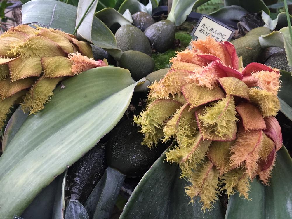 バルボフィラム ファレノプシスの投稿画像 By ナオミさん Bulbophyllum Phalaenopsisとバルボフィラ厶とbulbophyllumと洋蘭 と奇花とバルボフィラムとorchidとつくば実験植物園とボタニカルスポット18秋と植中毒と洋蘭広め隊とバルボフィラム原種と洋ランと珍奇植物と