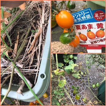 ミニトマト 夏あま 黄の投稿画像一覧 Greensnap グリーンスナップ