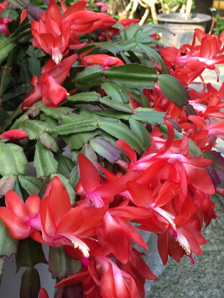最高の多肉 植物 赤い 花 最高の花の画像