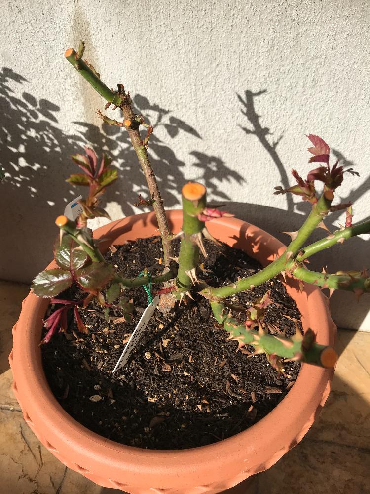 初心者ですの投稿画像 By ケーコさん 新芽ぞくぞくとバラ イングリッド バーグマンと鉢植えと今日から私もロザリアンとバラ ハイブリッドティーとバラ ミニバラ 18月11月23日 Greensnap グリーンスナップ