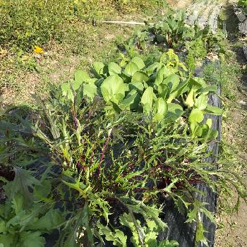 大葉春菊の画像 by dp106さん | 畑と大葉春菊と赤水菜とちんげん菜と家庭菜園