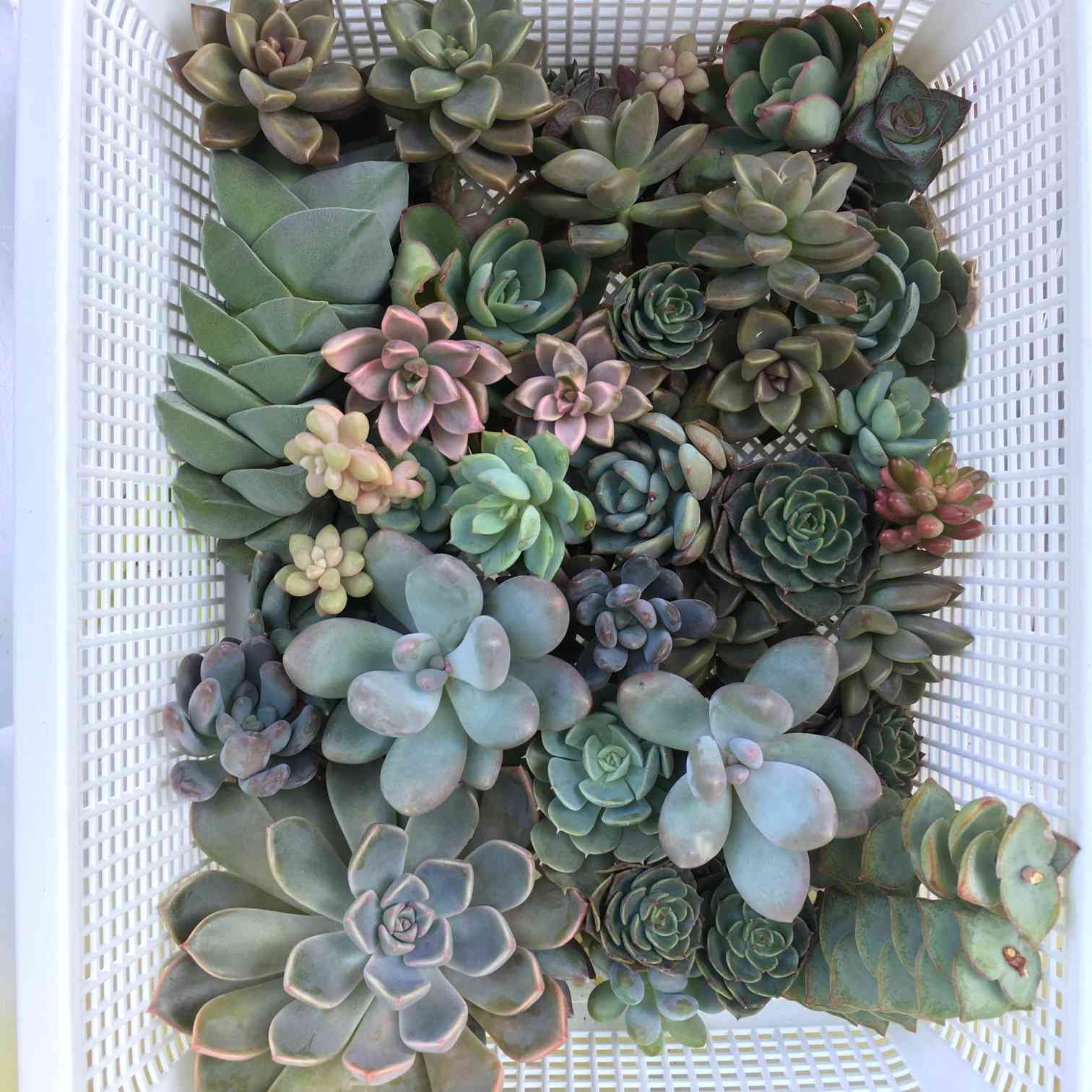 多肉植物カット苗☆16種☆寄せ植え こわ
