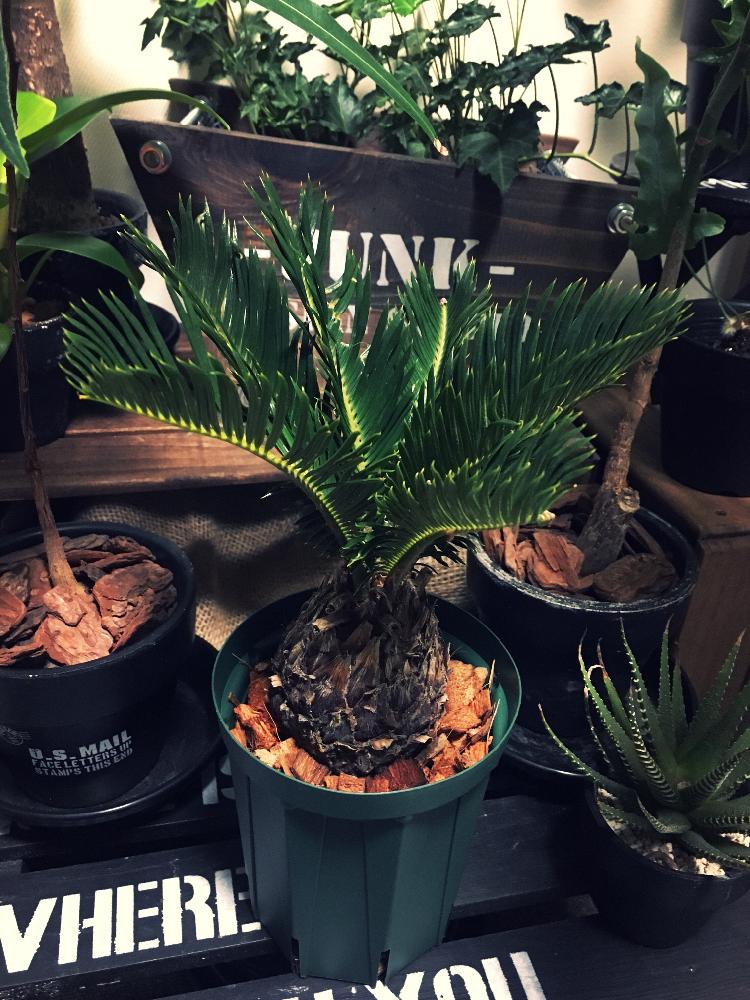 ソテツの投稿画像 By Iron And Woodさん 観葉植物と男前と屋内越冬 18月11月23日 Greensnap グリーンスナップ