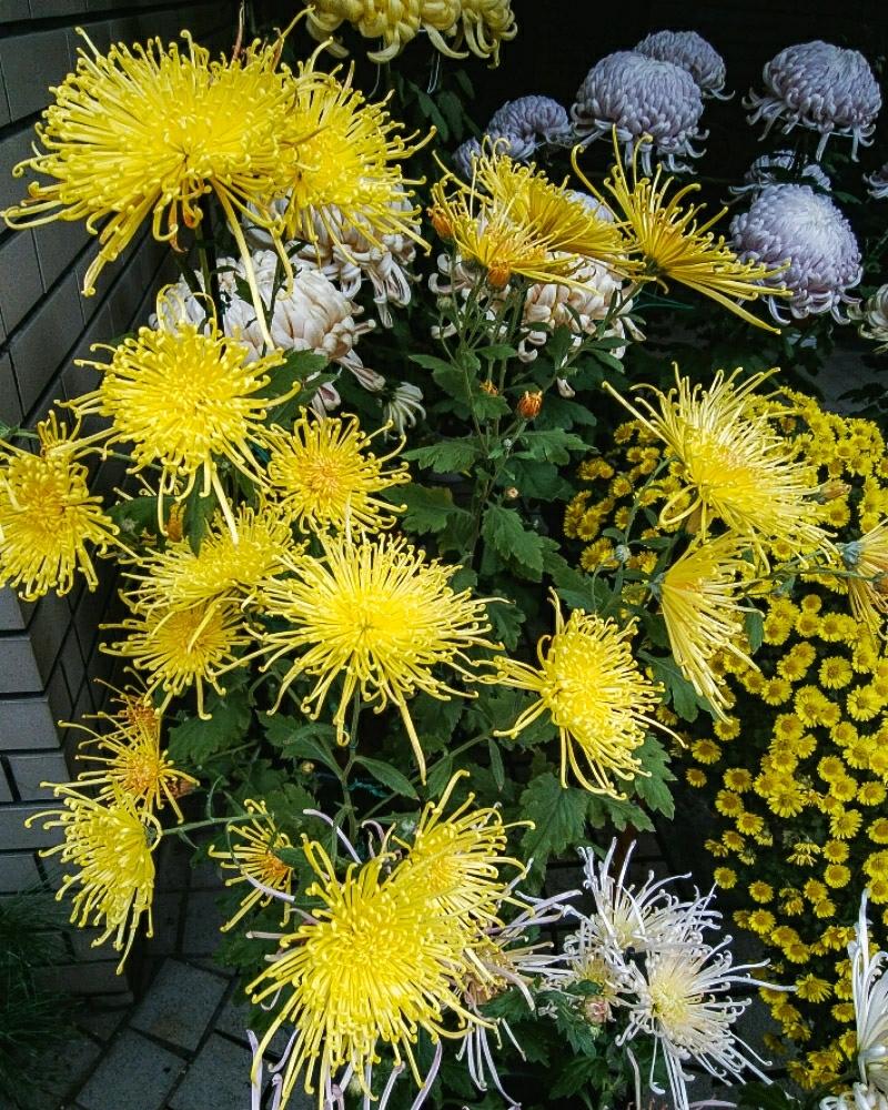 糸菊 大輪菊 の投稿画像 By Otoさん 菊作りと秋咲きと秋の移ろいとボタニカルスポット18秋と花のある暮らしとアプローチと菊花成り行き姿と菊作りと秋咲きと秋の移ろいとボタニカルスポット18秋と花のある暮らしと菊花成り行き姿 18月11月23日 Greensnap