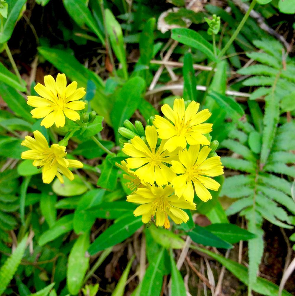 ニガナの投稿画像 By R さん ホソバワダンとかわいい と久米島と沖縄とgs映えと咲いた ʾʾと植中毒と鮮やか と花 のある暮らしと 山野草 フォトコンテスト 18秋と薬草 18月11月24日 Greensnap グリーンスナップ