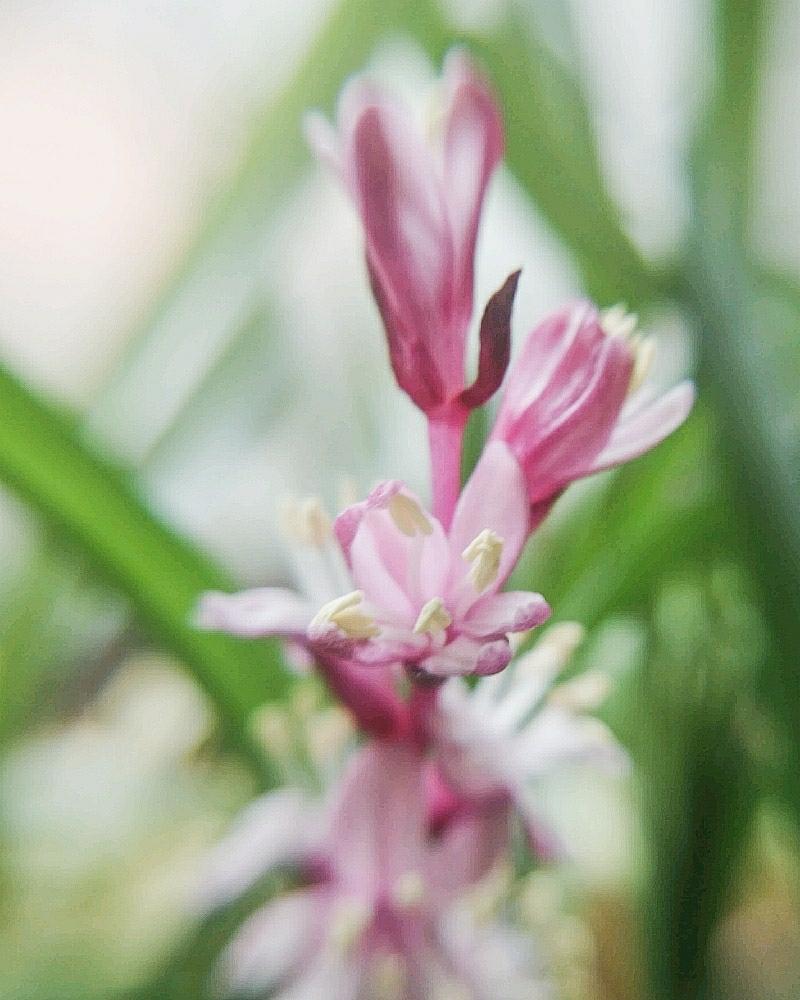 キチジョウソウ 吉祥草 の投稿画像 By Otoさん 100均マクロレンズとキジカクシ科と秋咲きと秋の移ろいとボタニカルスポット18秋 と花のある暮らしと 山野草 フォトコンテスト 18秋 18月11月24日 Greensnap グリーンスナップ