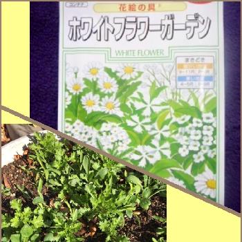 植えかえ♪の画像 by 白うさぎさん | 小さな庭とGS日和と植中毒と可愛いと花のある暮らしと植えかえ♪と定植