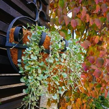 秋☆の画像 by BLANKAさん | お出かけ先と秋☆とお散歩道と可愛い花と葉っぱと花のある暮らしと紅葉☆