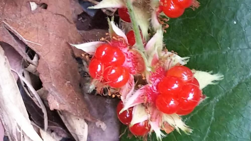 赤色の投稿画像 By Kasumiさん 野いちごと冬のイチゴと野いちご と花のある暮らしとかわいいとかわいいな とあきと赤い実とノイチゴ 18月11月24日 Greensnap グリーンスナップ