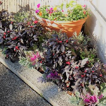 秋冬花壇の投稿画像一覧 Greensnap グリーンスナップ