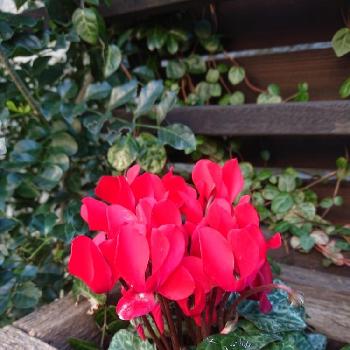 秋☆の画像 by BLANKAさん | お出かけ先と鮮やかなと秋☆とお散歩道と可愛い花とシクラメン☆と赤い花と花のある暮らし