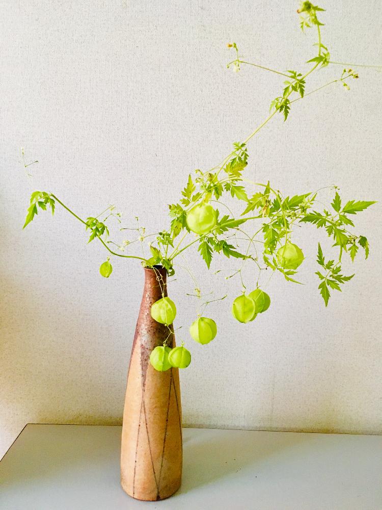 フウセンカズラの投稿画像 By ツバキさん 一輪挿しと庭に咲く花とゆとりの時間とgs映えと自己流と手作り花瓶といけばなと花のある暮らし 18月11月24日 Greensnap グリーンスナップ