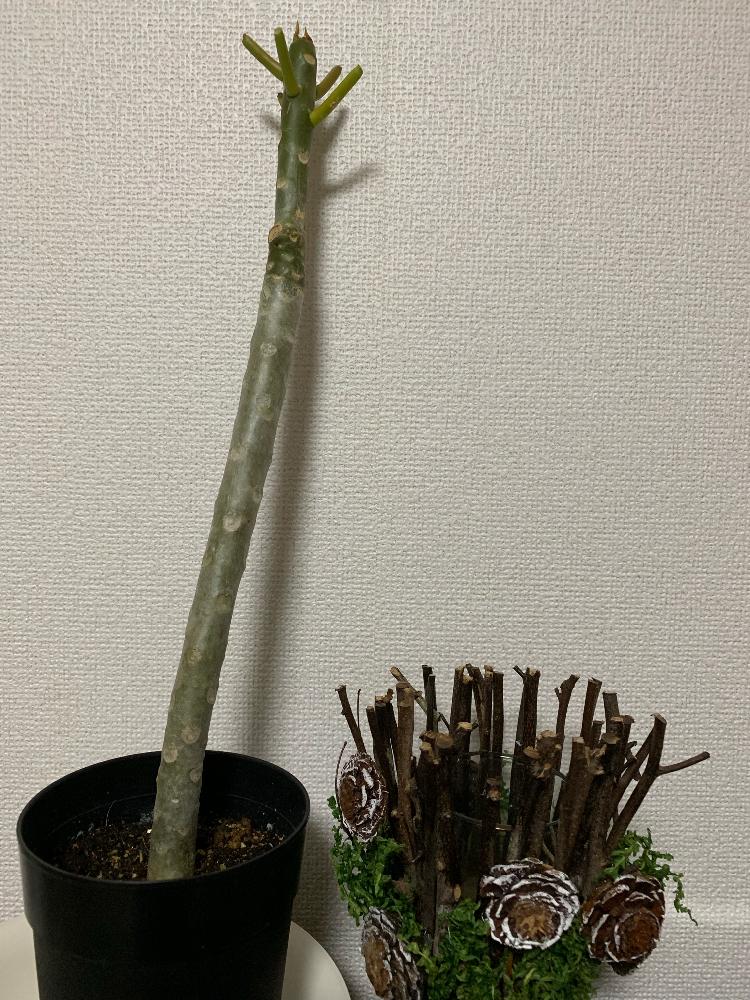 プルメリア の投稿画像 By のりりんご さん プルメリア初心者と冬越し挑戦とchristmas Candle 18月11月24日 Greensnap グリーンスナップ