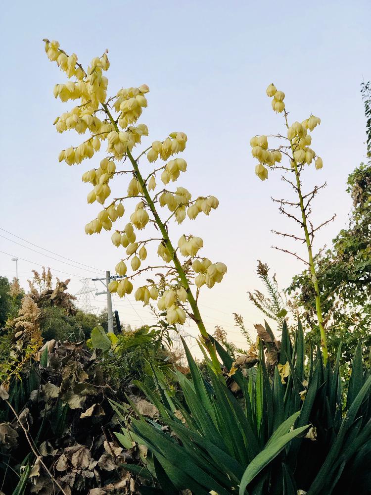 ユッカエレファンティペスの投稿画像 By ラムネ味さん 開花と観葉植物と元気に育ってます と野生化と花のある暮らしとたくさん咲いたね と地植え 18月11月24日 Greensnap グリーンスナップ