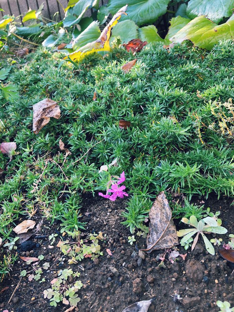 芝桜の投稿画像 By Azuさん 花のある暮らしと冬支度と植中毒 18月11月25日 Greensnap グリーンスナップ