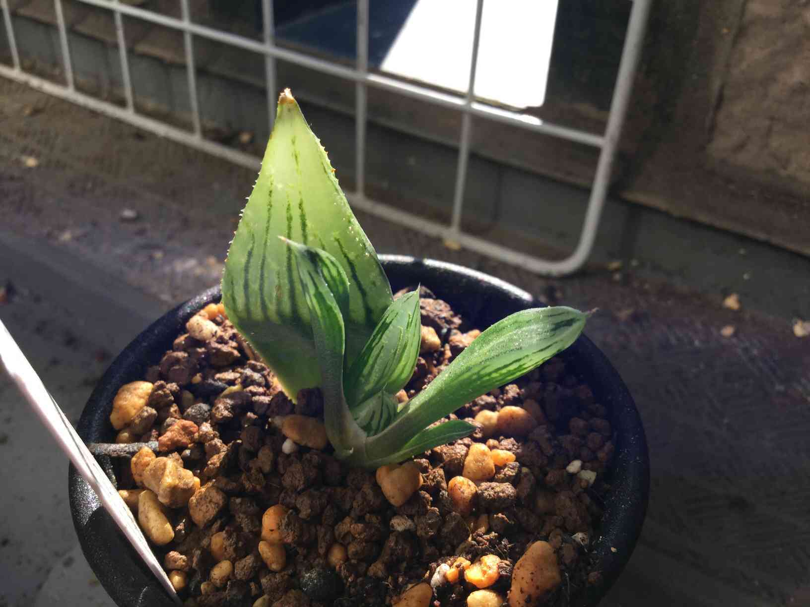 森*カ様 ナイルの一滴 実生 透明選抜 S1-6 現物 多肉植物 ハオルチア ア ナイルの一滴 実生 透明選抜 S1-6多肉植物 ハオルチア アロエ