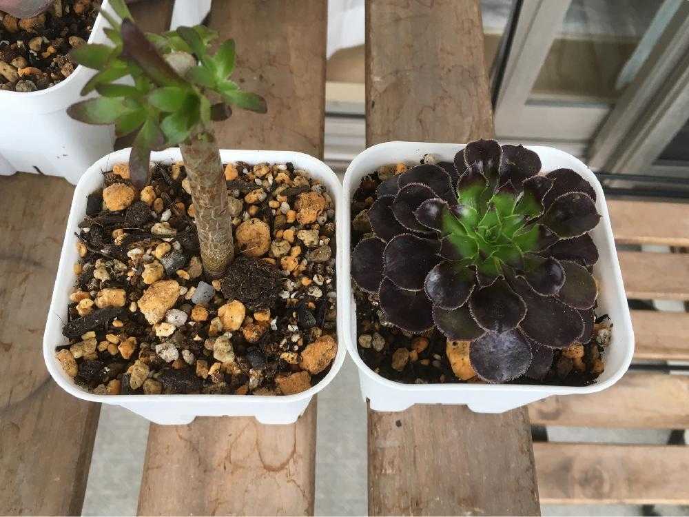 贅沢品 2年生 小さい黒法師 植物 観葉植物 贅沢品 2年生 小さい黒法師 植物 観葉植物