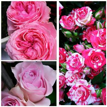 バラ リメンブランスの投稿画像一覧 Greensnap グリーンスナップ