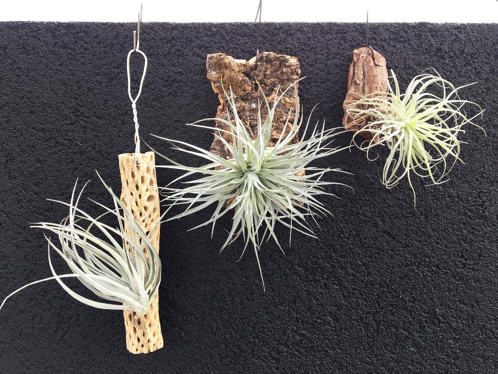 チランジア ポーリアナの投稿画像 By ジョニーさん チランジア コットンキャンディーと サボテンの骨とエアープランツとティランジアとチランジアとコルク活着 18月11月25日 Greensnap グリーンスナップ