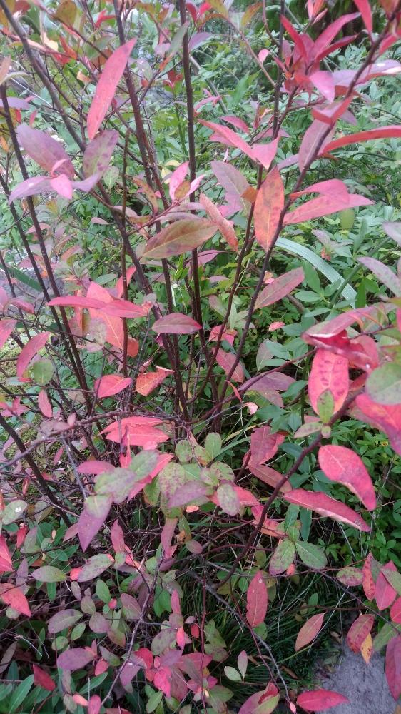 コバノズイナの投稿画像 By くりぼうさん 樹木と紅葉がきれいな木と今日の一枚と紅葉 こうよう と庭木と和風の庭と赤い葉っぱとガーデニングと落葉樹とスマホ撮影 18月11月26日 Greensnap グリーンスナップ