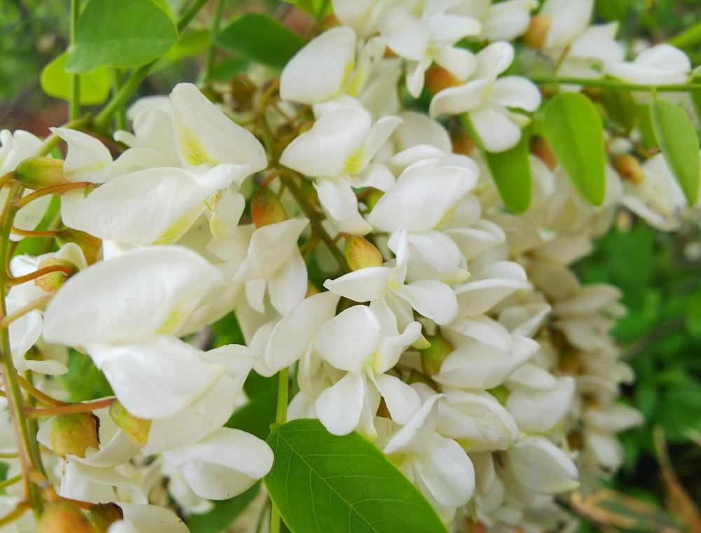ニセアカシアの投稿画像 By Chacoさん アカシアとハリエンジュ ニセアカシア といい香りと大きな木と白い花 18月11月26日 Greensnap グリーンスナップ