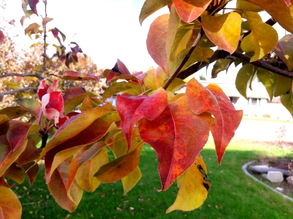 果物の木の投稿画像 By Junko S Herb Worldさん 秋色と紅葉 こうよう とリースとフロントヤード 18月11月26日 Greensnap グリーンスナップ