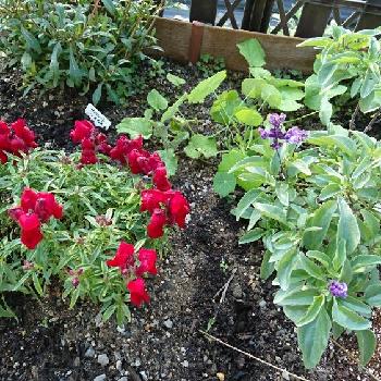 秋冬花壇の投稿画像一覧 Greensnap グリーンスナップ