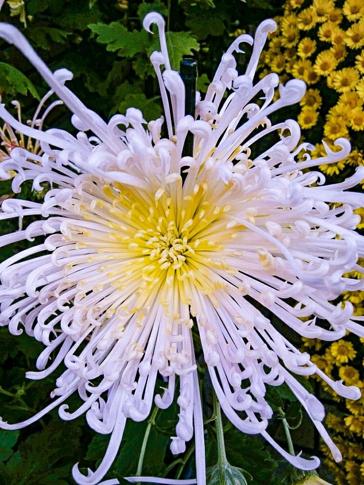 糸菊 大輪菊 の投稿画像 By Otoさん ボタニカルスポット18秋と秋の移ろいと秋咲きと菊 作りとアプローチと花のある暮らしと菊花成り行き姿とボタニカルスポット18秋と秋の移ろいと秋咲きと菊作りと花のある暮らしと菊花成り行き姿 18月11月26日 Greensnap