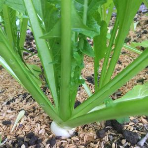 聖護院かぶ,はたけ,収穫,収穫物,自家製野菜の画像