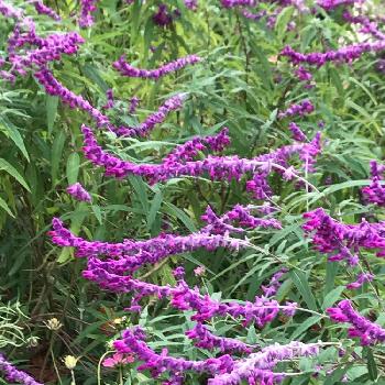 アメリカンブッシュセージの投稿画像一覧 Greensnap グリーンスナップ