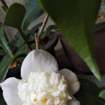 唐子咲きツバキの画像 by kasumiさん | 小さな庭とツバキの花と白花と唐子咲きと白ト伴と唐子咲きツバキと美しいと花のある暮らしとかわいいと椿 ツバキとかわいいな♡