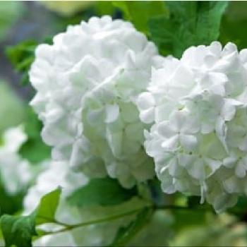 別名スノーボールの投稿画像一覧 Greensnap グリーンスナップ