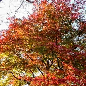 秋☆の画像 by BLANKAさん | お出かけ先と紅葉☆と秋☆とお散歩道