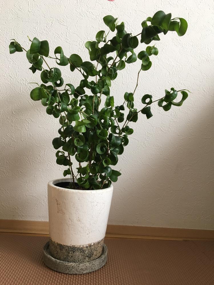 フィカスベンジャミンバロックの投稿画像 By ママ子さん 18月11月27日 Greensnap グリーンスナップ