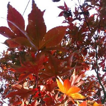我が家の庭木❢の画像 by ナミママさん | 広い庭ともみじ紅葉と落ち葉掃きと花のある暮らしと我が家の庭木❢
