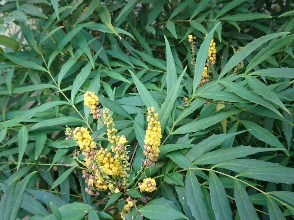 地植えの投稿画像 By はままさん 庭木とホソバヒイラギナンテンと小さな庭と地植えと庭木 18月11月27日 Greensnap グリーンスナップ Greensnap グリーンスナップ