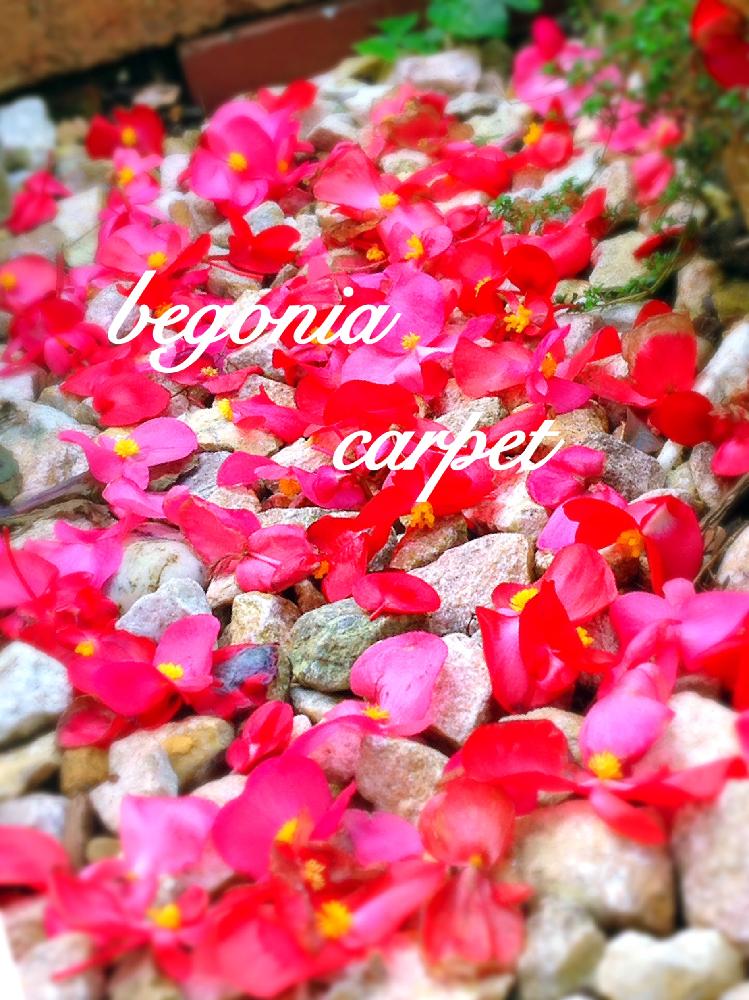 ベゴニアの投稿画像 By つきよみさん ベゴニアワッパーと庭の花と花のじゅうたんと赤い花とガーデニングと花のある暮らしとマイ ガーデンと花びら 18月11月27日 Greensnap グリーンスナップ