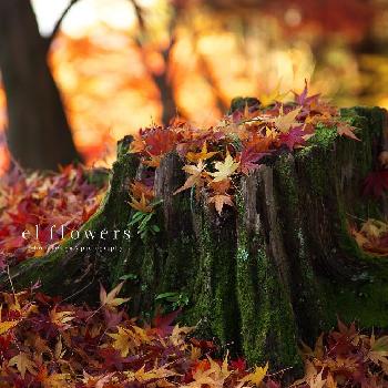 散り紅葉の画像 by el flowersさん | お出かけ先と散り紅葉とボタニカルスポット2018秋と今日の一枚と京都と毘沙門堂