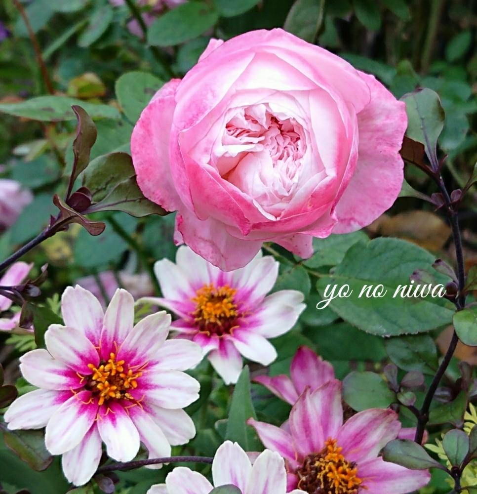 ジニア プロフュージョンチェリーバイカラー の投稿画像 By 葉子さん シャルドネと秋バラとばら バラ 薔薇とバラと暮らすと小川宏氏とバラ 修景バラとジャングルの住人とバラジャングルと季節の花と今日のバラとカインズ千葉ニュータウン店と花のある暮らしとローズ