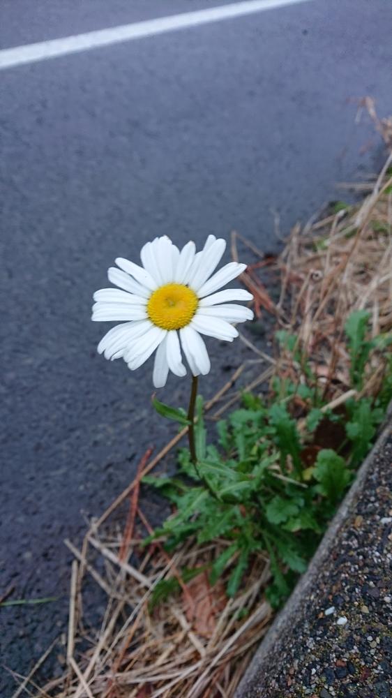春に咲く花が の投稿画像 By にゃんママさん 18月11月28日 Greensnap グリーンスナップ