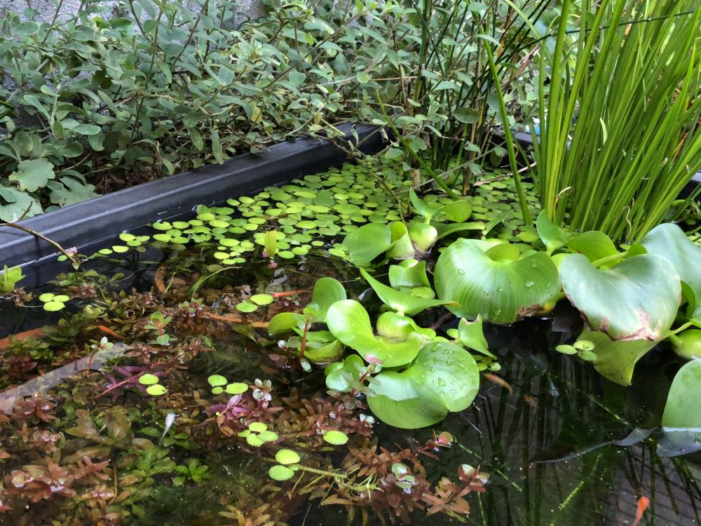 プラ舟と睡蓮鉢のビオトープの投稿画像 By 709 Naokiさん 水槽と水景のある暮らしとハーブと水生植物とメダカと水草 18月11月28日 Greensnap グリーンスナップ