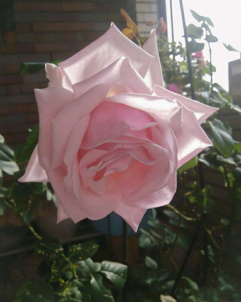 薔薇の投稿画像 By Otoさん 薄いピンクの花と花のある暮らしと秋の移ろいと秋咲き 18月11月28日 Greensnap グリーンスナップ