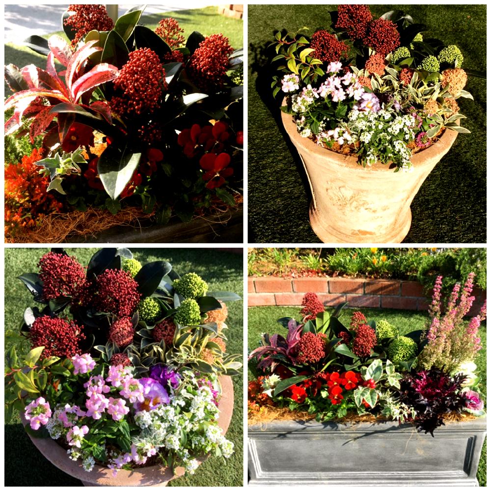 玄関の投稿画像 By カインズさん 花 スキミアとスキミア と冬の寄せ植えと寄せ植えとgs映えと斑入りスキミアとカインズ とハンギングバスケットマスターとホームセンターと花のある暮らしとカインズ浦和美園店とカインズホームと花 スキミアとスキミア と冬の寄せ植えと