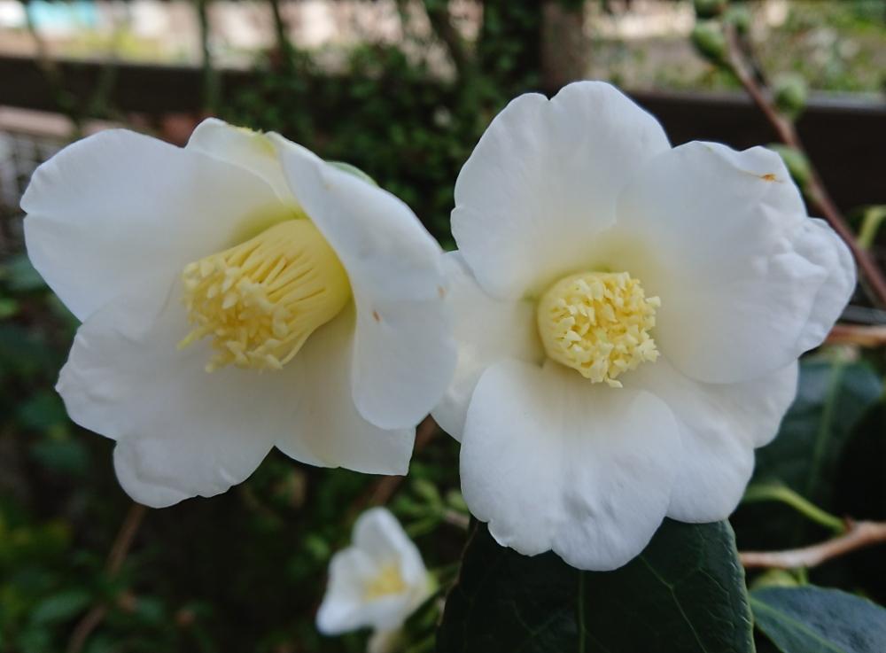 椿 侘助の投稿画像 By のりちゃんさん ツバキの花と花のある暮らし 18月11月28日 Greensnap グリーンスナップ