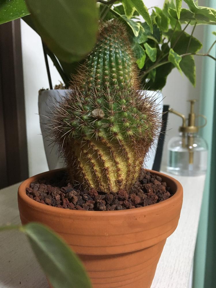 サボテン科の投稿画像 By Kasiさん 多肉大好きとミニ盆栽風とgs映えと多肉植物とサボテンとタニラーとホームセンターと珍奇植物とタニク初心者とノトカクタス属バンブリュとバルコニスト 18月11月28日 Greensnap グリーンスナップ