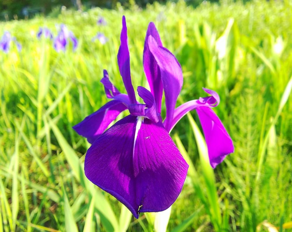 カキツバタの投稿画像 By Chacoさん 在原業平と万葉集と和の花とムラサキの花 18月11月29日 Greensnap グリーンスナップ