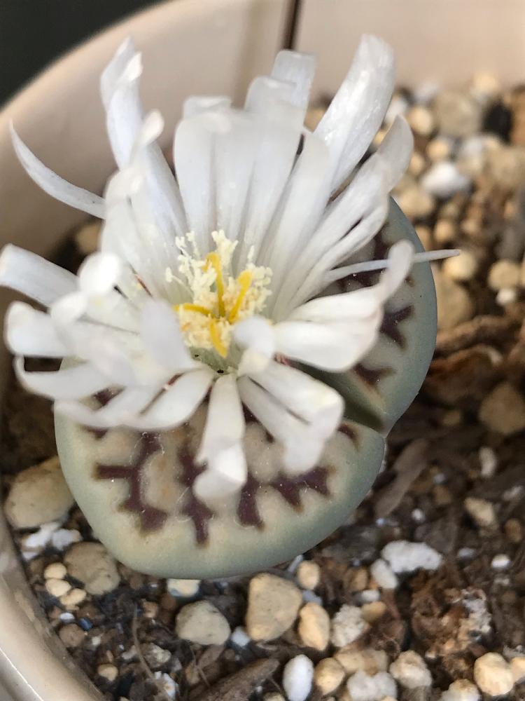 リトープスの投稿画像 By Ladybirdさん Htcと今日の一枚とリトープスさんと今日のお花とガーデニングと咲いた と白い花 18月11月29日 Greensnap グリーンスナップ