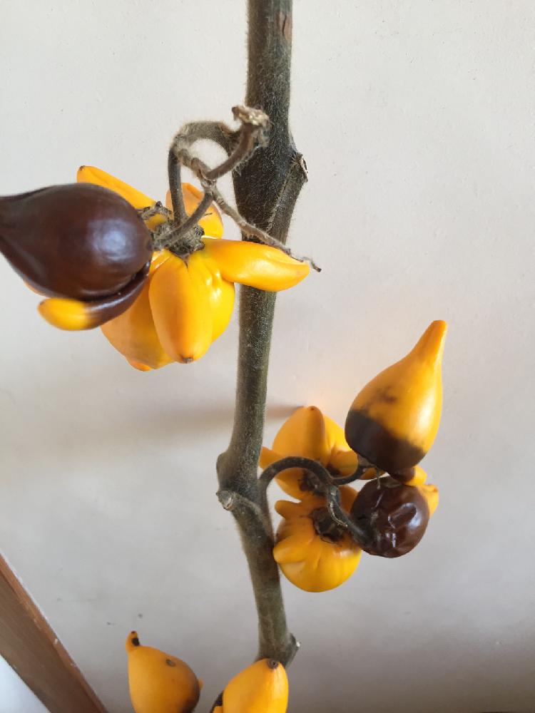 すべての美しい花の画像 最高のフォックスフェイス 花