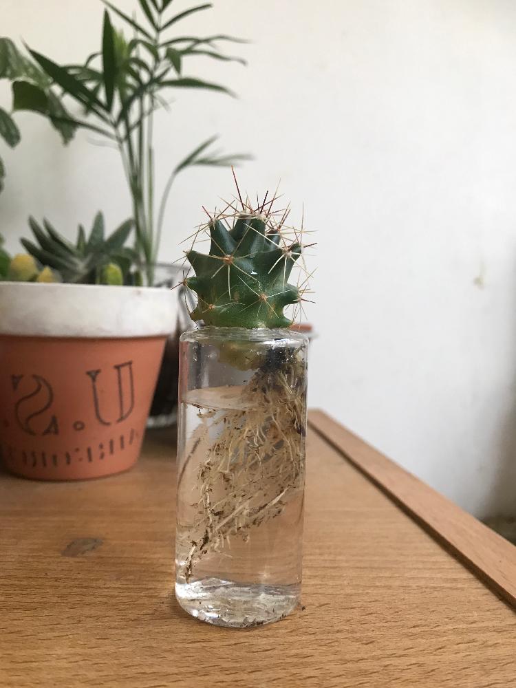サボテン の投稿画像 By ともキングさん ダイソーサボテンとダイソーと水耕栽培始めましたとサボテンのある暮らしと水耕栽培と多肉植物とサボテンとダイソー産 18月11月29日 Greensnap グリーンスナップ